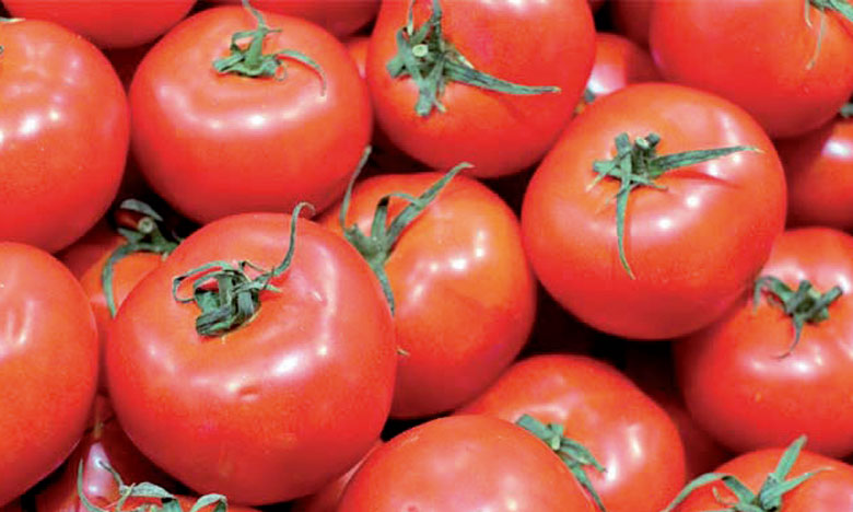Tomates : Le Maroc dépasse l'Espagne et devient le troisième exportateur mondial